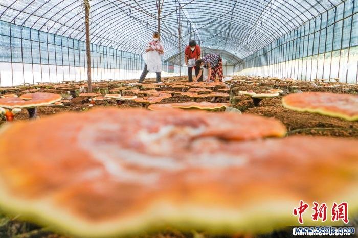 河北宽城：菌菇特色产业撑起致富伞